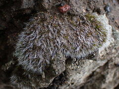 Coscinodon calyptratus