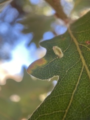 Atrusca clavuloides