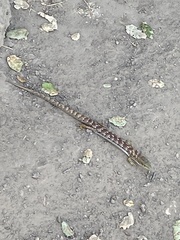 Elgaria multicarinata multicarinata