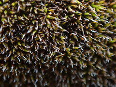 Grimmia