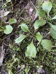 Micranthes virginiensis