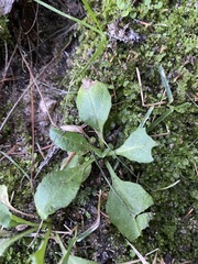 Micranthes virginiensis