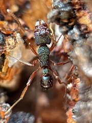 Rhytidoponera aspera