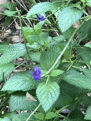 Stachytarpheta urticifolia