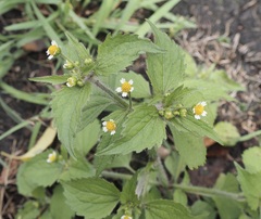 Galinsoga quadriradiata