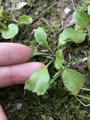 Micranthes virginiensis