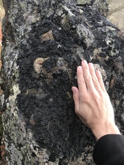 Allantoparmelia almquistii