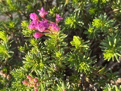 Phyllodoce empetriformis