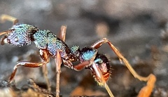 Rhytidoponera aspera