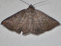 Lesmone griseipennis