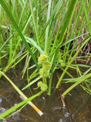 Sparganium americanum