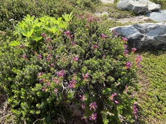 Phyllodoce empetriformis