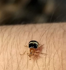 Gynandrobrotica