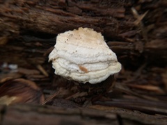 Neoantrodia serialis