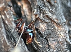 Rhytidoponera aspera