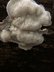 Neoantrodia serialis