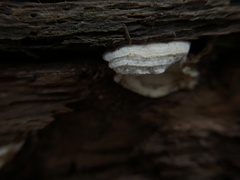 Neoantrodia serialis