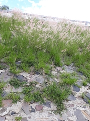 Melinis repens