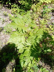 Pteridium aquilinum latiusculum