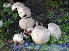 Agaricus bitorquis