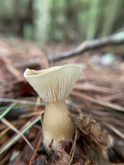 Ampulloclitocybe