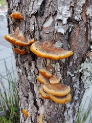 Inonotus hispidus