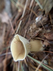 Ampulloclitocybe