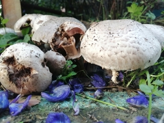 Agaricus bitorquis