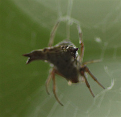 Micrathena lucasi
