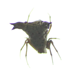 Micrathena lucasi