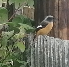 Phoenicurus auroreus