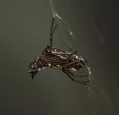 Micrathena lucasi