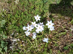 Ipheion uniflorum