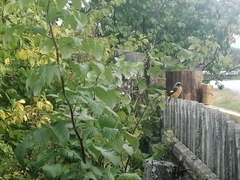 Phoenicurus auroreus