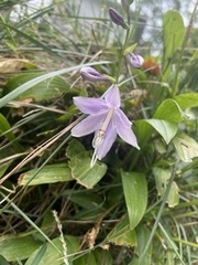 Campanula poscharskyana