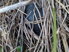 Emydoidea blandingii