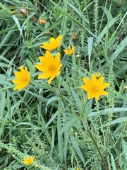 Bidens trichosperma