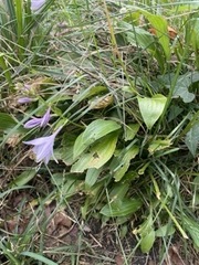 Campanula poscharskyana