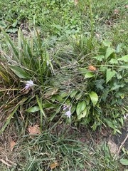 Campanula poscharskyana
