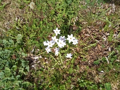 Ipheion uniflorum
