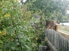 Phoenicurus auroreus