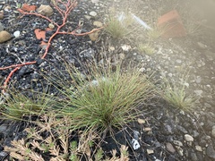 Fimbristylis polytrichoides