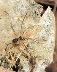 Oligolophus tridens