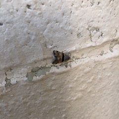 Cobubatha lixiva