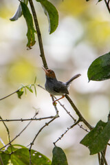 Orthotomus ruficeps