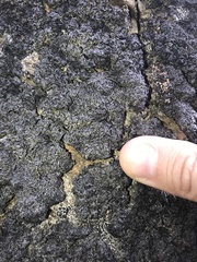 Allantoparmelia almquistii