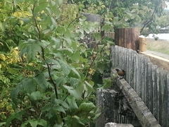 Phoenicurus auroreus