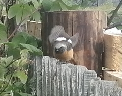 Phoenicurus auroreus