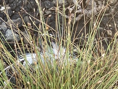 Fimbristylis polytrichoides