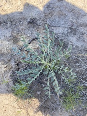 Hoffmannseggia glauca